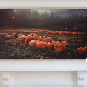 Foggy Pumpkin Patch TV Screensaver for Halloween and Fall | Spooky Pumpkins with Hazy ground cover Photography Wall Art and TV Background