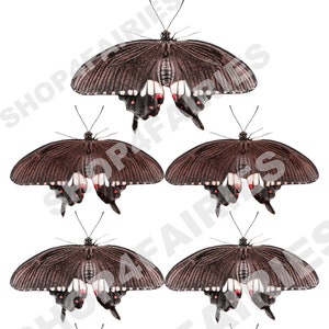 Black Swallowtail Butterfly PNG Instant download, High Quality Printable, Perfect For DIY Projects