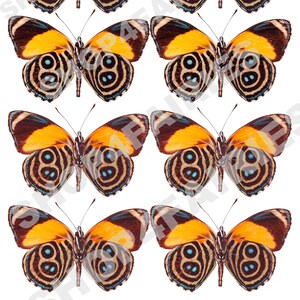 Instant download yellow butterflies png, jpg high quality printable, perfect for DIY projects
