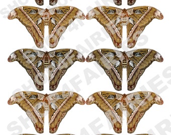 Cecropia Moth Instant Download PNG, Atlas Moth Files for For DIY Projects, High Quality