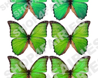 Graphiques papillon imprimables pour les projets de bricolage - Fichiers PNG et JPG papillon de haute qualité, papillon vert png
