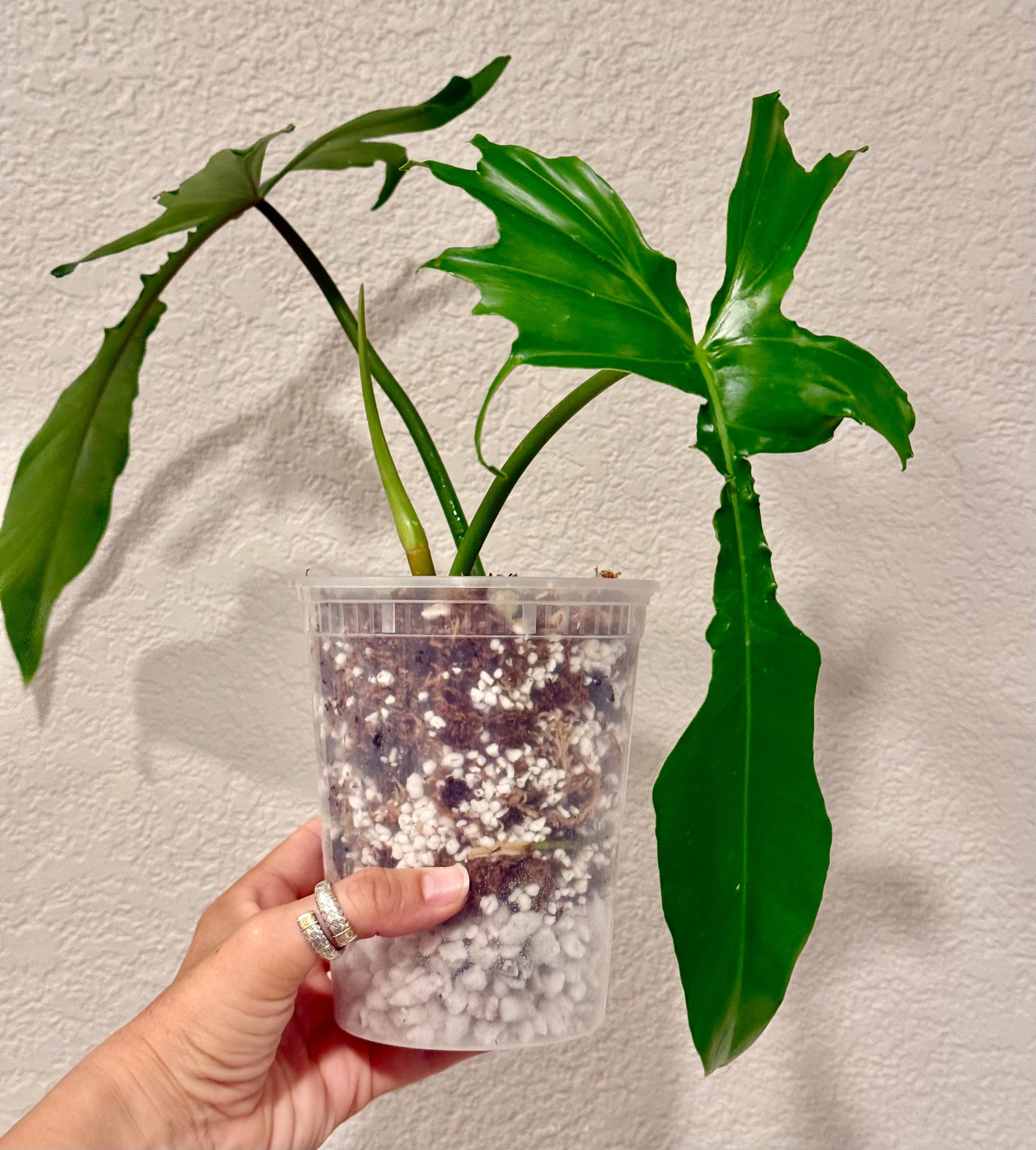 Philodendron Belle Isle  Florida Beauty x BobCee  US Seller - Rare  Collector Plant | Rare Aroid Plant