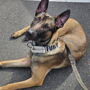 Può includere: Un cane marrone e nero con grandi orecchie dritte e un collare bianco con la scritta "FURY" in lettere nere. Il cane è sdraiato sull'asfalto, con un guinzaglio attaccato al collare.