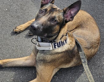 Tactical Dog Collar Desert Sand 2" with Handle and Bold style personalized patch