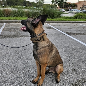 Op de afbeelding: Een bruin-zwarte hond met een beige halsband met de tekst "K9 UNIT" zit op een verharde ondergrond. De hond heeft zijn bek open en zijn tong uit. De achtergrond omvat een parkeerplaats, groen en een bewolkte lucht.