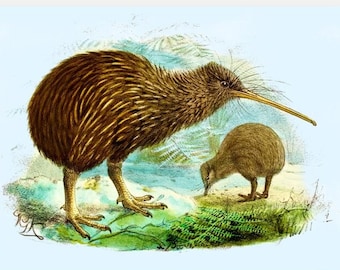 Kiwi (Apteryx Mantelli) Collection