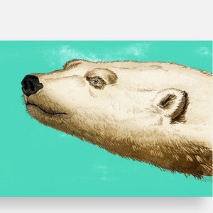 Polar Bear Head Collection