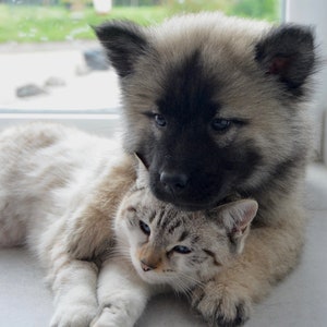 May include: A brown and gray puppy with black fur around its eyes is cuddling with a white and gray cat. The cat is lying on its side with its head resting on the puppy's chest. The puppy is looking at the camera with its head tilted slightly to the side.