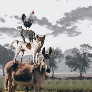 May include: A brown donkey with a white face stands in a field. A brown and white dog is standing on the donkey's back. A gray and white cat is standing on the dog's back. A rooster is standing on the cat's back.