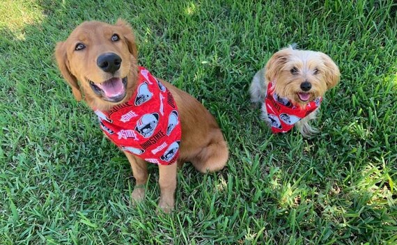 osu dog bandana