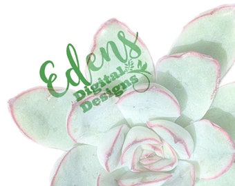 Suculento PNG 2 para 1 imagen de marketing en línea de fondo transparente, descarga digital, foto de stock