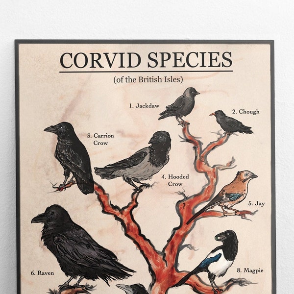 Corvid Species ID Chart - Unframed Poster Print - Handy Field Guide to Crows, Ravens, Magpies, etc. - available in A3, A4