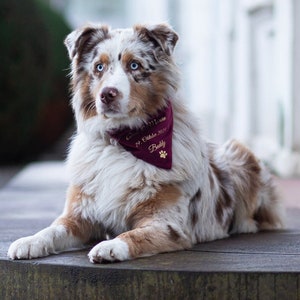 Könnte beinhalten: Ein weißer, brauner und blauer Australian Shepherd mit einem burgunderfarbenen Halstuch mit goldener Aufschrift "Cody's Got Talent 29. Oktober 2021 Buddy".