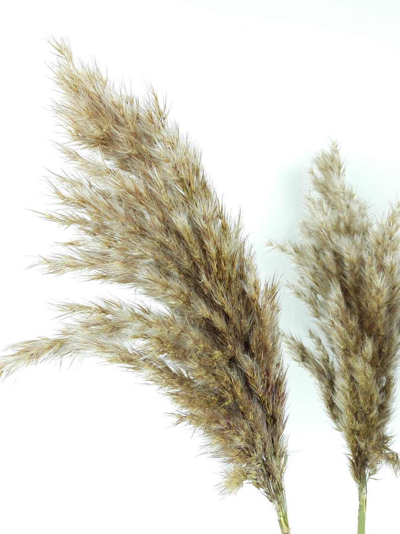 Feather Reed Grass Large Plumes Decorative Centerpiece Vase Etsy