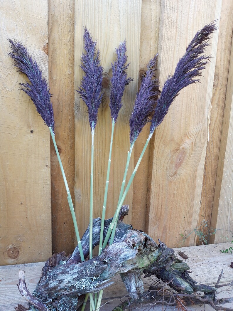 purple feather grass purple feather grass