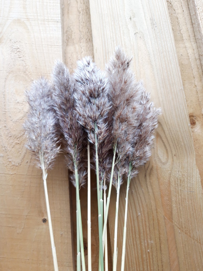 Bundle of Feather Reed Grass Naturally Dried Pampas Grass Etsy
