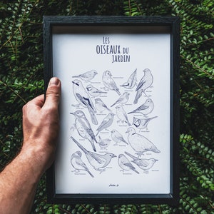 Póster - Ilustración | Los pájaros del jardín.