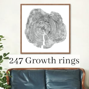 247 Year old Silver Fir, Tree ring wall art print, Woodcut, Printable download, Digital download, Tree cross section, Middle Ages