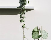 20 cm String of hearts hanging succulent whole living plant(ceropegia woodii)