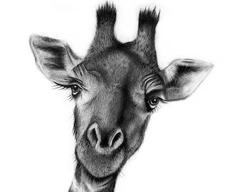 Stick Your Neck Out, Giraffe Fine Art Print - 13&quot;x16&quot;, Wall Art, Charcoal Drawing, Wildlife Fine Art