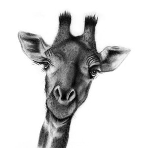 Stick Your Neck Out, Giraffe Fine Art Print - 13&quot;x16&quot;, Wall Art, Charcoal Drawing, Wildlife Fine Art