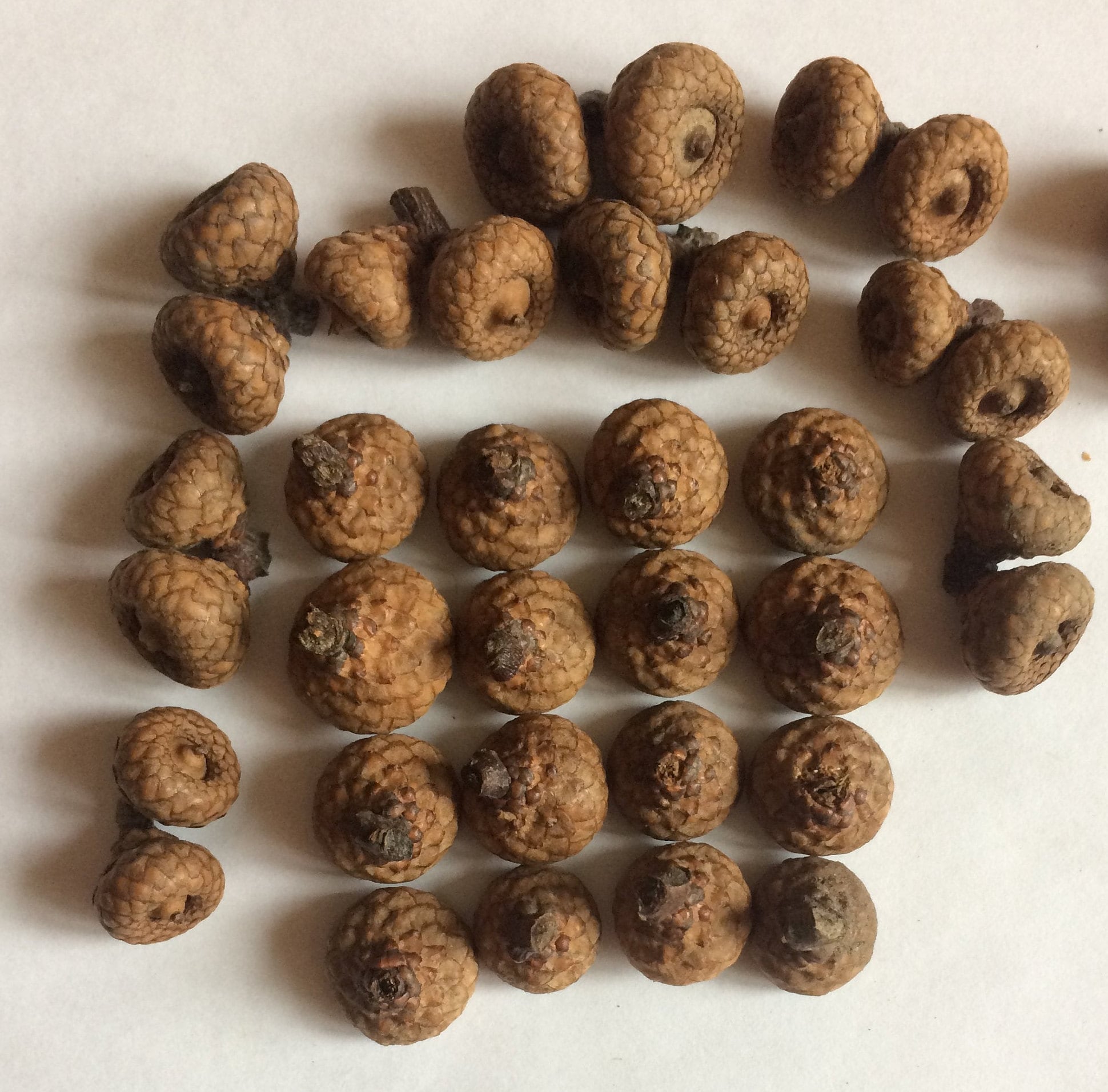 100 Small Acorns Real Acorns Etsy