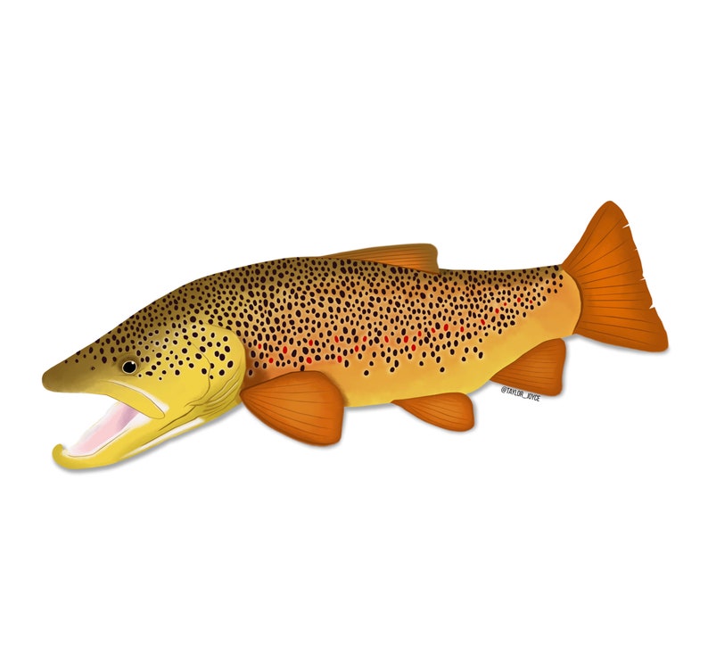Fall Brown Trout Sticker Small Etsy