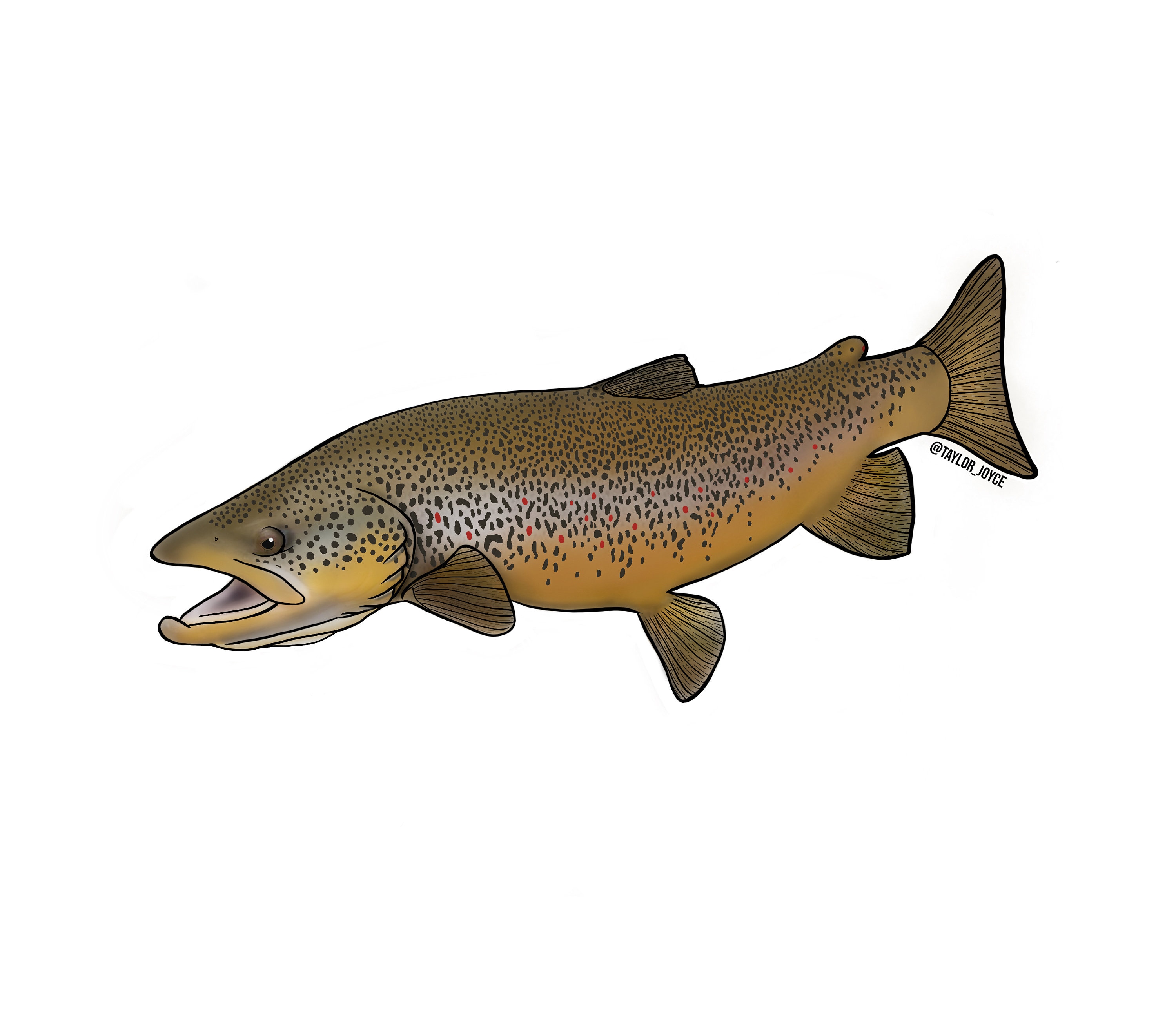 Brown Trout Sticker Large Etsy