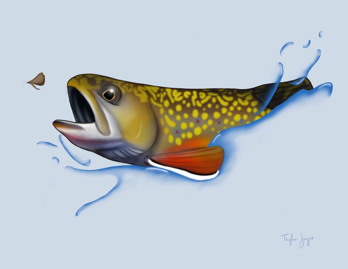 Brook Trout Rising Print Etsy