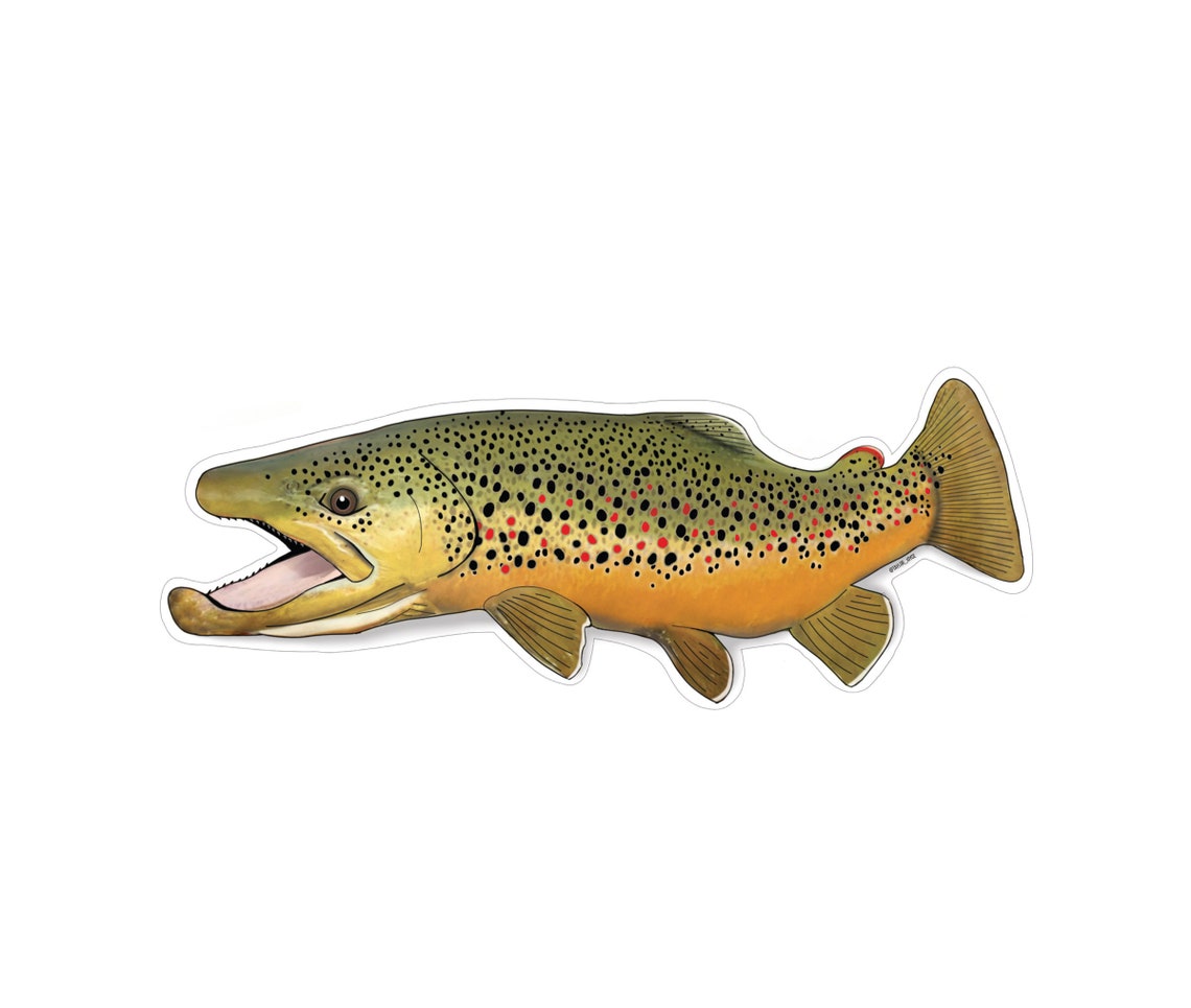Brown Trout Sticker Large Etsy