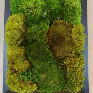 Preserved Moss Wall Hanging