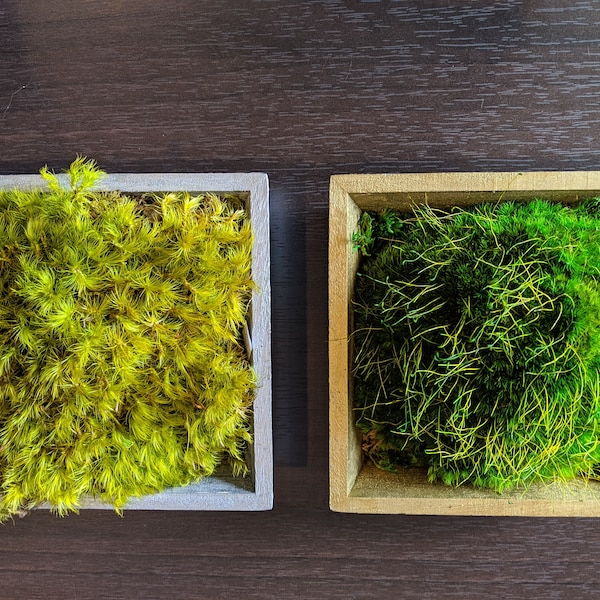 Preserved Moss Decor in Painted Wooden Tray
