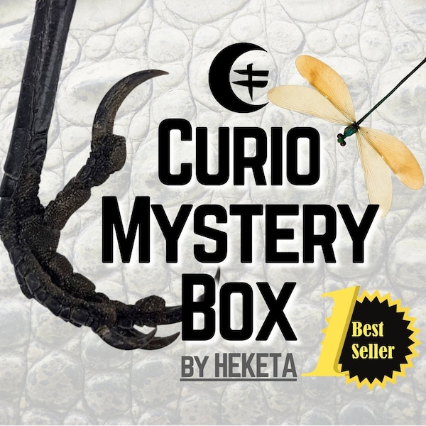 CURIO MYSTERY BOX, Witchy Mystery Box Magic, sorcellerie, taxidermie, cadeau de sorcellerie, objets d'autel, cabinet de curiosités.