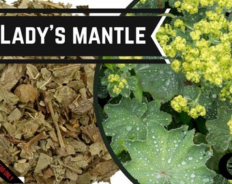 Lady's mantle - Food Grade & Magickal use    - Alchemilla - Vrouwenmantel