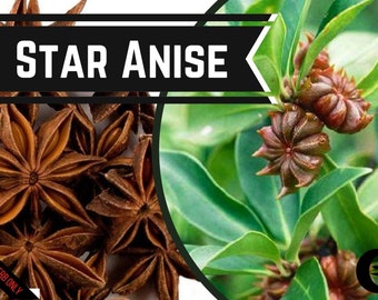 Star Anise / Steranijs -  Food Grade - Illicum Verum