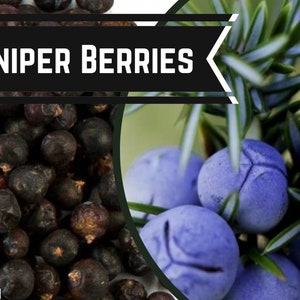 Juniper berries, jeneverbessen, juniperus Communis, Food grade , dry herb, herbiary, witchcraft tools, Heketa Paper Refill bag