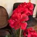 Primitive Early Look Grubby-geraniums~primitive Flowers ~primitive ...