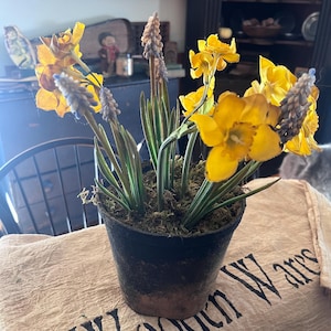 May include: A potted plant with yellow daffodils and blue grape hyacinths. The pot is brown and has a rustic finish. The plant is sitting on a beige fabric surface with the text "Wooden Wares" printed on it.