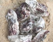 Gulf Oyster Shells