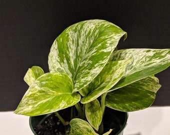 Epipremnum Etsy - epipremnum aureum marble queen 3