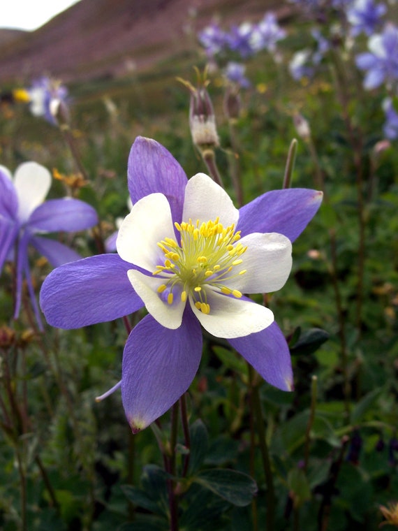 Colorado Columbine Digital Print Columbine Colorado High Etsy