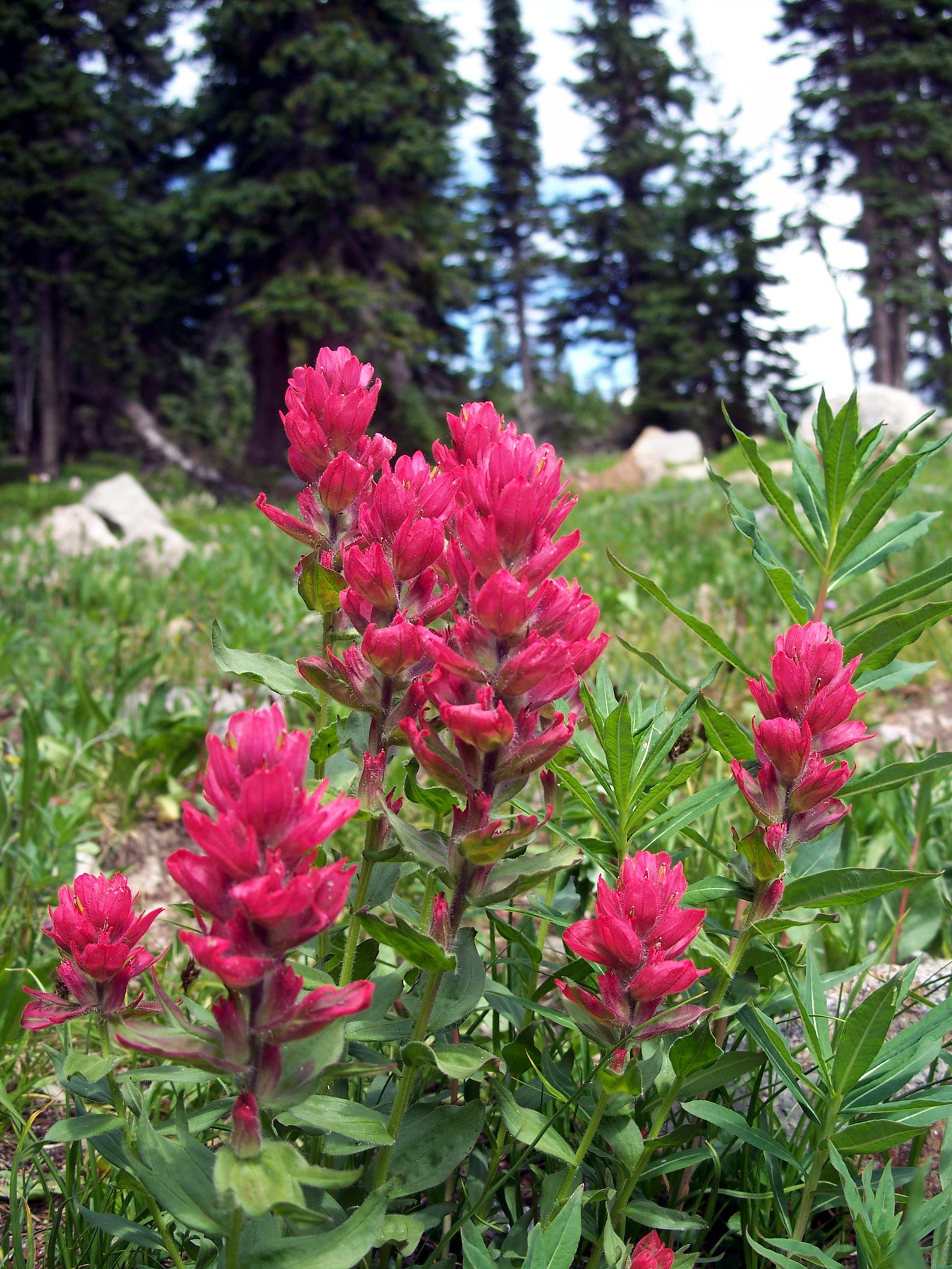 indian paintbrush colorado