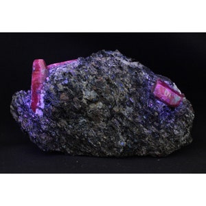 May include: A large, dark grey rock with two bright red ruby crystals embedded in it. The rock is illuminated with a UV light, causing the rubies to glow intensely.