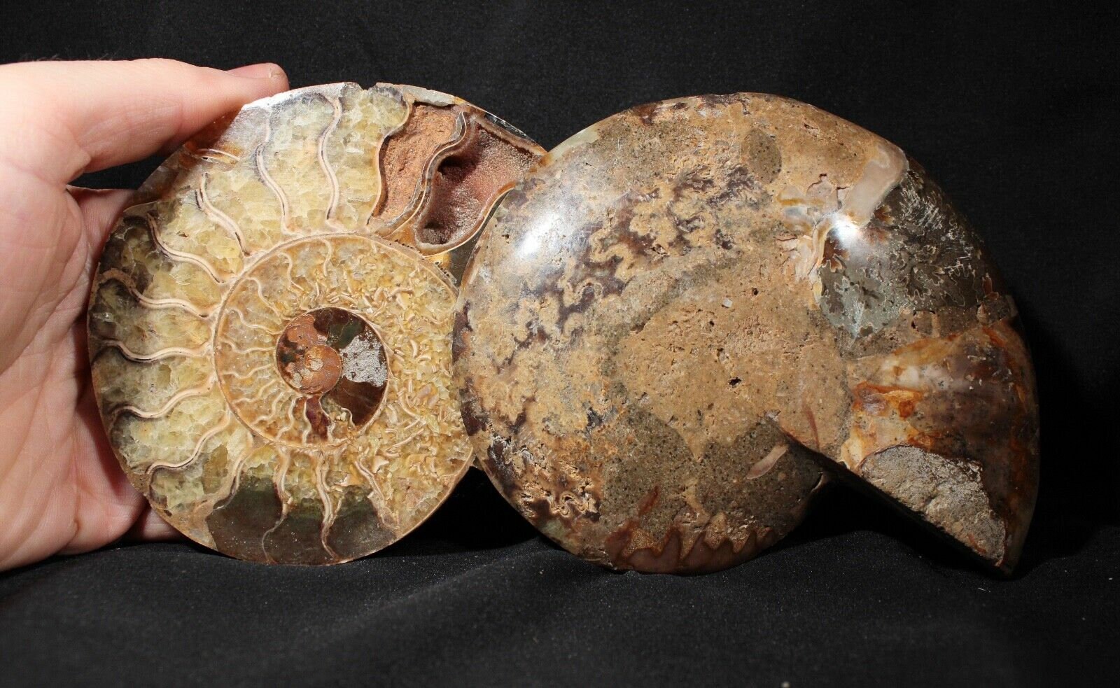 マダガスカル産、13.2 cm 白亜紀アンモナイト化石スライスペア