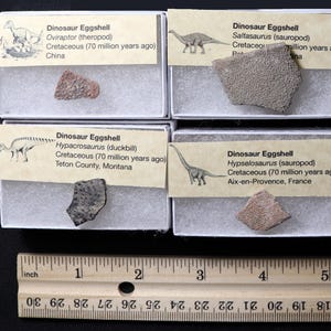 May include: Four small white boxes containing dinosaur eggshells. Each box has a label with the name of the dinosaur, the period, and the location where the eggshell was found. The boxes are arranged in two rows of two. A ruler is below the boxes.