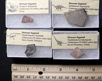 Fossile Dinosaurier Ei Sammlung Geschenk für Paläontologie Enthusiasten - 4 verschiedene Dinosaurier Eischalen!