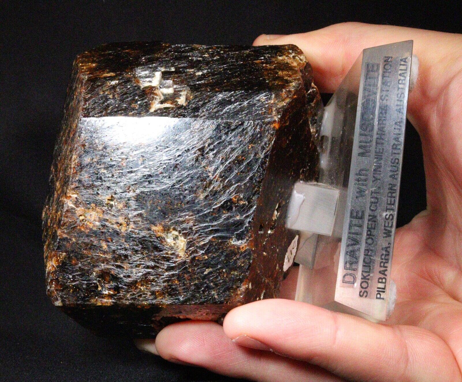 8.4 cm Enormous Dravite Tourmaline Crystal - Yinnietharra, Australia