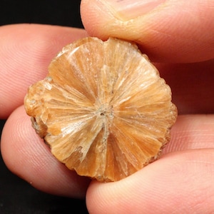 Op de afbeelding: Een close-up van een bruin gekleurd mineraal specimen dat tussen vingers wordt gehouden. Het mineraal heeft een radiale, waaiervormige structuur met een getextureerd oppervlak. De kleur varieert van licht- tot middellbruin.