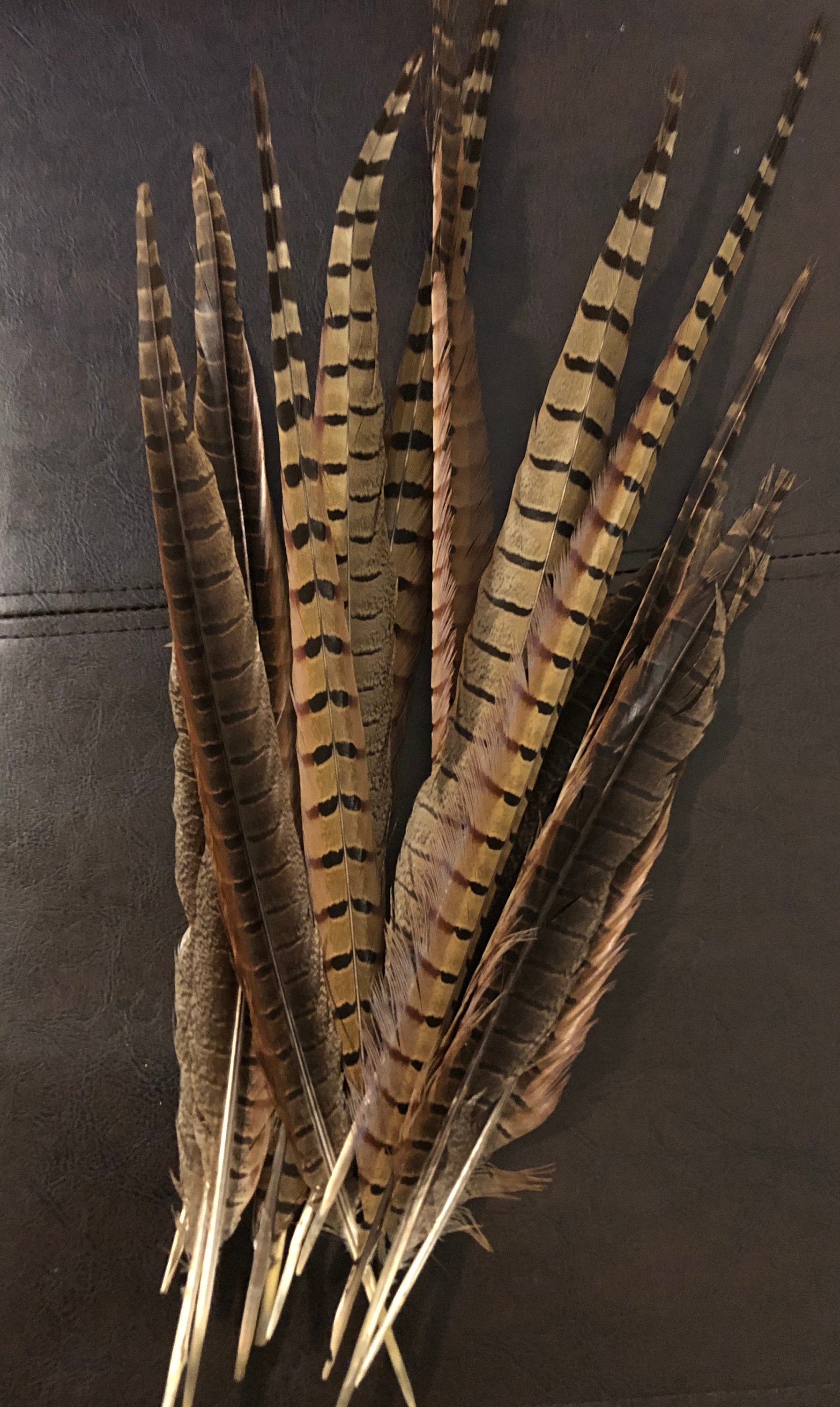 Pheasant Feathers for sale 74 ads for used Pheasant Feathers