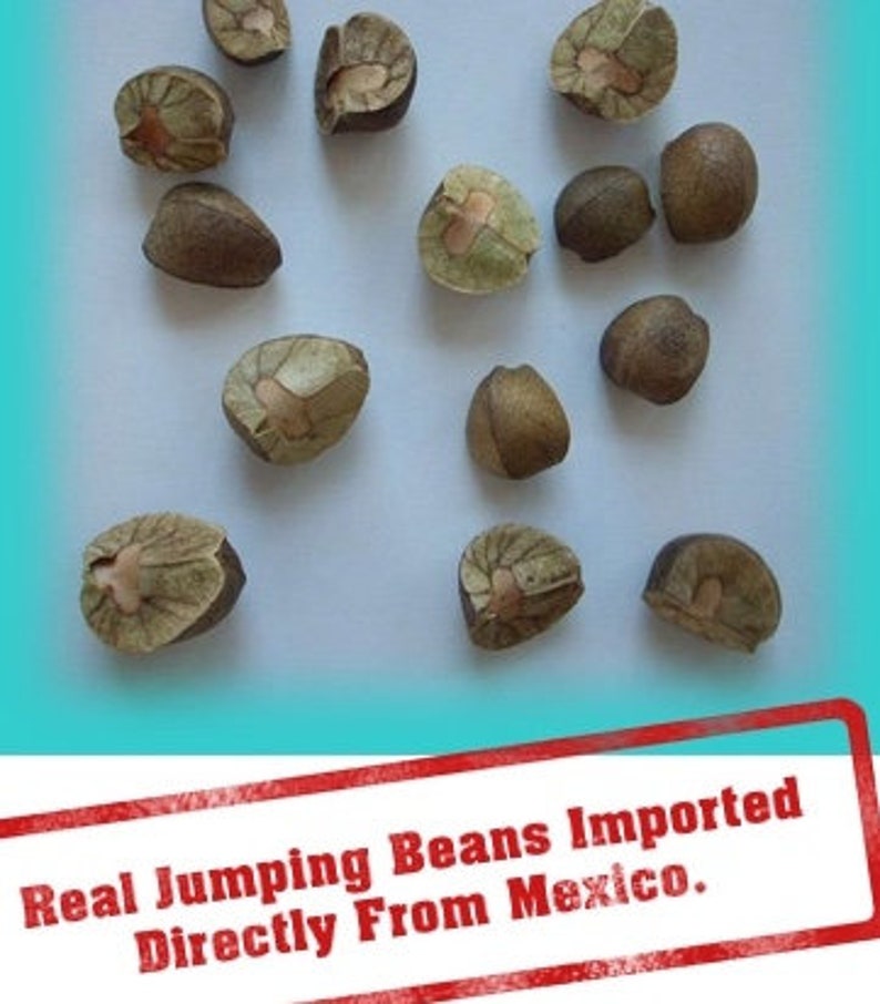 25 Authentic Real Live Mexican Jumping Beans. 5 Plastic Cases Etsy